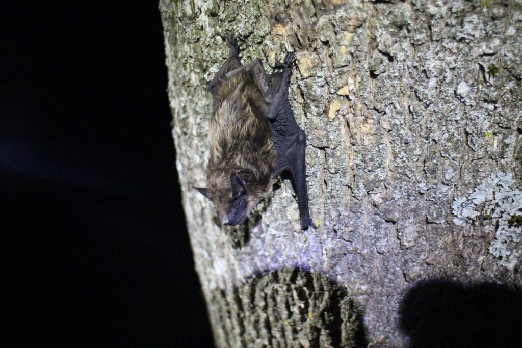 Chauve-souris - Vespère de Savi